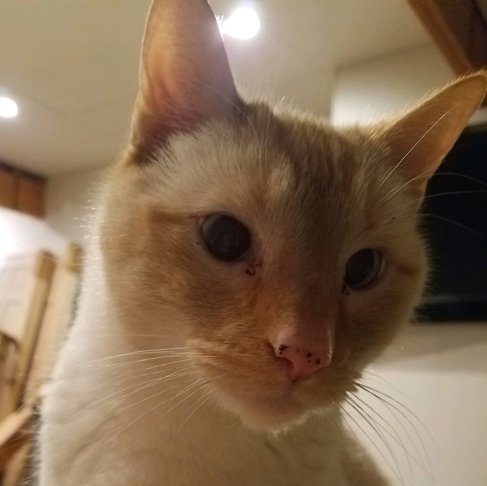 Meet your Posher, Shelby